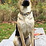 dog, animal, outdoor, picnic_table, autumn, leaves, nature, pet, canine, sitting, portrait, fur, collar, ears, nose, wood, greenery, fall, daylight, watchful