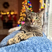 Barnaby joined the competition — help win amazing prizes! cat, tabby, pet, animal, feline, cozy, blanket, paws, indoor, holiday, christmas_tree, decorations, bokeh, warm_lighting, relaxed, curious, fur, whiskers, window, home
