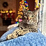 cat, tabby, pet, animal, feline, cozy, blanket, paws, indoor, holiday, christmas_tree, decorations, bokeh, warm_lighting, relaxed, curious, fur, whiskers, window, home