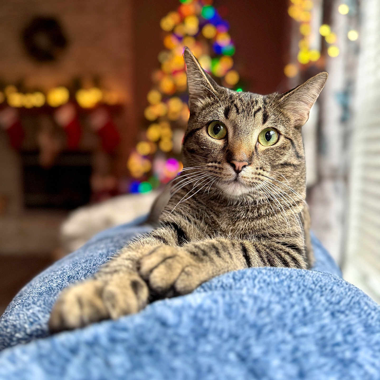Barnaby joined the competition — help win amazing prizes! animal, blanket, bokeh, cat, christmas_tree, cozy, curious, decorations, feline, fur, holiday, home, indoor, paws, pet, relaxed, tabby, warm_lighting, whiskers, window