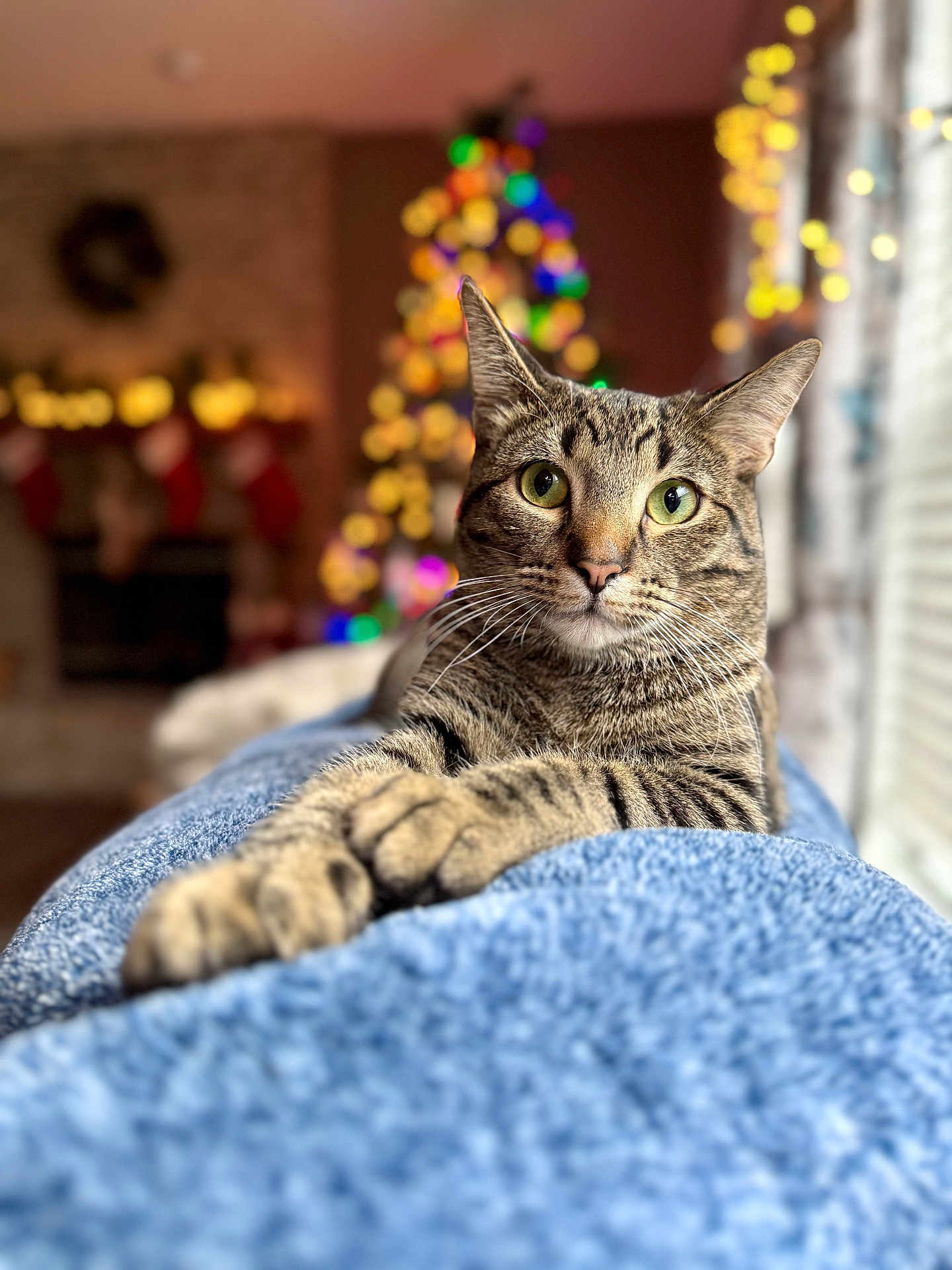 Barnaby joined the competition — help win amazing prizes! cat, tabby, pet, animal, feline, cozy, blanket, paws, indoor, holiday, christmas_tree, decorations, bokeh, warm_lighting, relaxed, curious, fur, whiskers, window, home