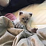 Sage joined the competition — help win amazing prizes! kitten, cat, animal, pet, feline, cute, indoor, blanket, bed, stretching, paws, fur, small, young, sleeping_area, cozy, soft, curious, mammal, resting