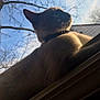 Sage joined the competition — help win amazing prizes! cat, indoor, windowsill, sunlight, mesh_screen, tree_branches, blue_sky, collar, pet, feline, shadow, profile, relaxing, whiskers, daylight, animal, nature, silhouette, resting, closeup