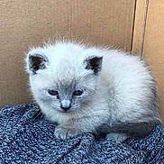 Sage joined the competition — help win amazing prizes! kitten, cat, animal, pet, fur, blue_eyes, small, cute, fluffy, resting, indoors, cardboard_background, gray_fabric, texture, close_up, young, mammal, whiskers, ears, paws