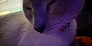 Sage is registered to the contest to win money with this photo: cat, close_up, sleeping, purple_light, indoor, pet, feline, whiskers, collar, fur, domestic_animal, resting, computer_screen, soft_light, quiet, calm, portrait, animal, cozy, closeup