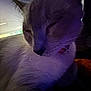 cat, close_up, sleeping, purple_light, indoor, pet, feline, whiskers, collar, fur, domestic_animal, resting, computer_screen, soft_light, quiet, calm, portrait, animal, cozy, closeup