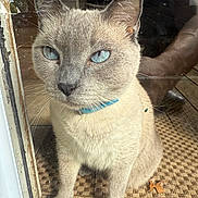 Sage is registered to the contest to win money with this photo: animal, blue_eyes, calm, cat, close_up, collar, curious, domestic_cat, door_frame, feline, fur, glass_door, indoor, leaf, mat, natural_light, pet, portrait, sitting, whiskers