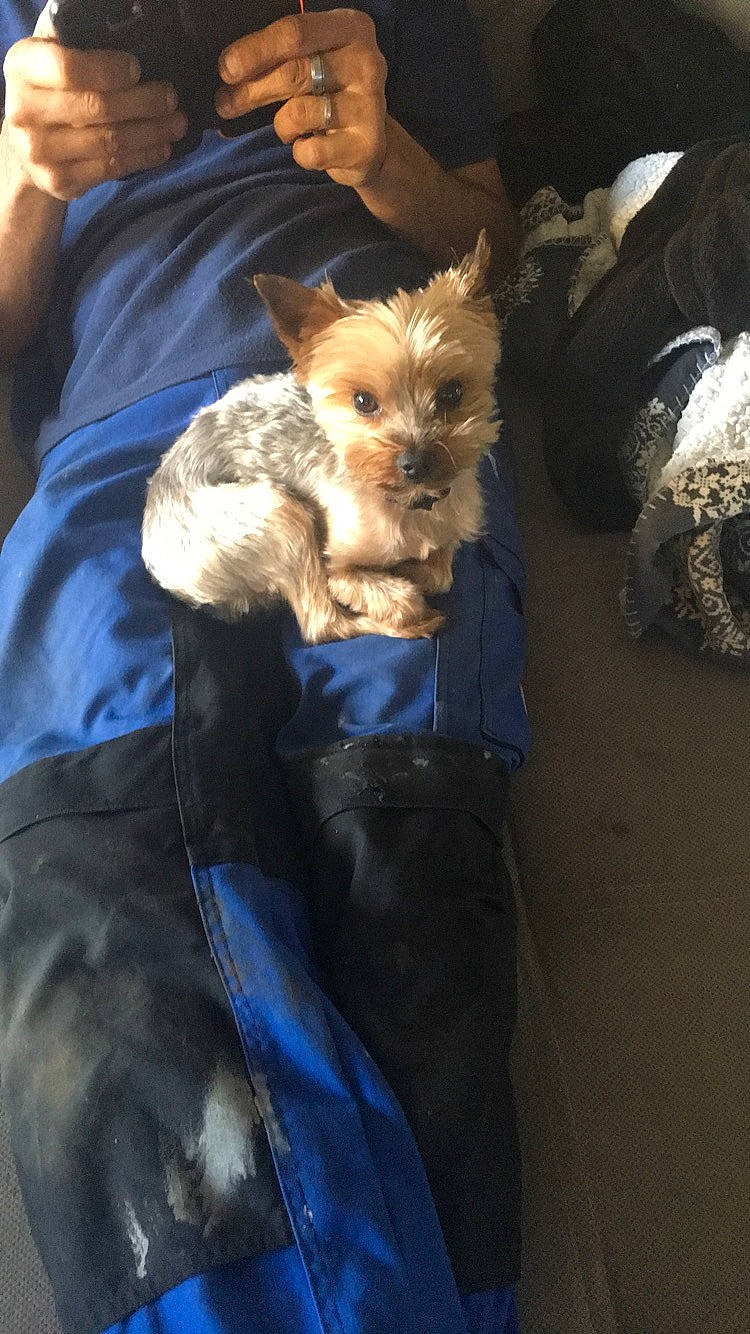 Jude a rejoint le concours — aidez-le/la à gagner de superbes lots ! australian_silky_terrier, australian_terrier, biewer_terrier, cairn_terrier, canidae, carnivore, companion_dog, dog, dog_breed, fawn, jacket, mammal, morkie, norwich_terrier, puppy, small_terrier, terrier, toy_dog, yorkipoo, yorkshire_terrier