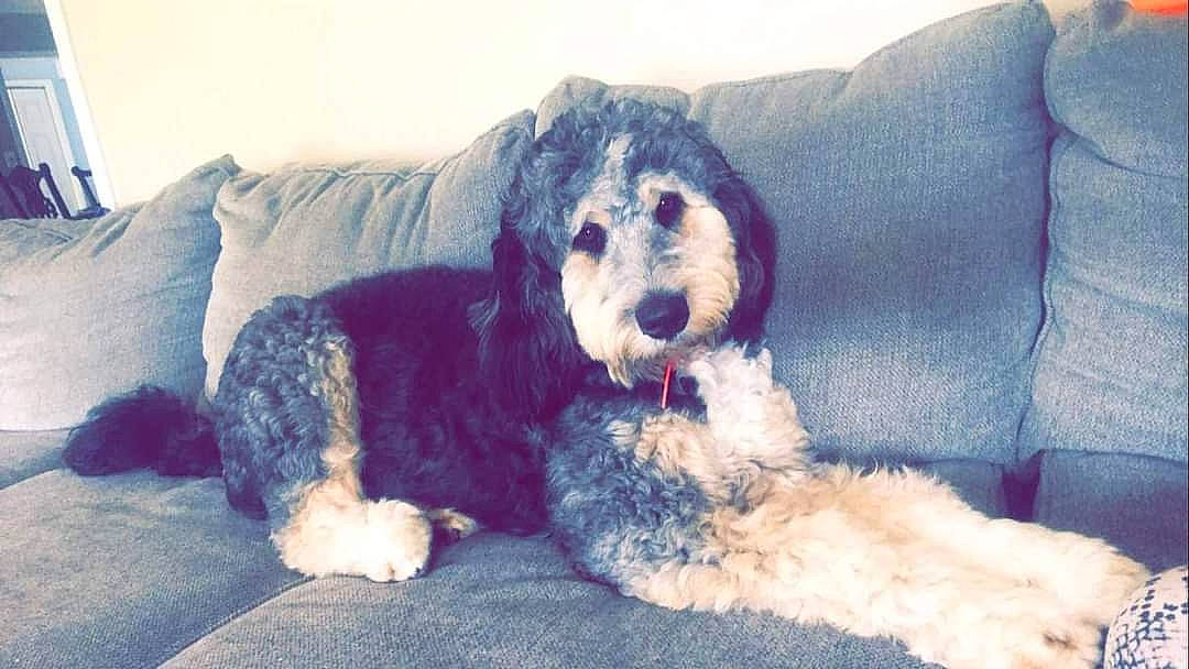 Izzie is registered to the contest to win money with this photo: canidae, carnivore, comfort, companion_dog, couch, dog, dog_breed, fur, herding_dog, labradoodle, old_english_sheepdog, paw, schnauzer, snout, sporting_group, tail, terrestrial_animal, terrier, working_animal, working_dog