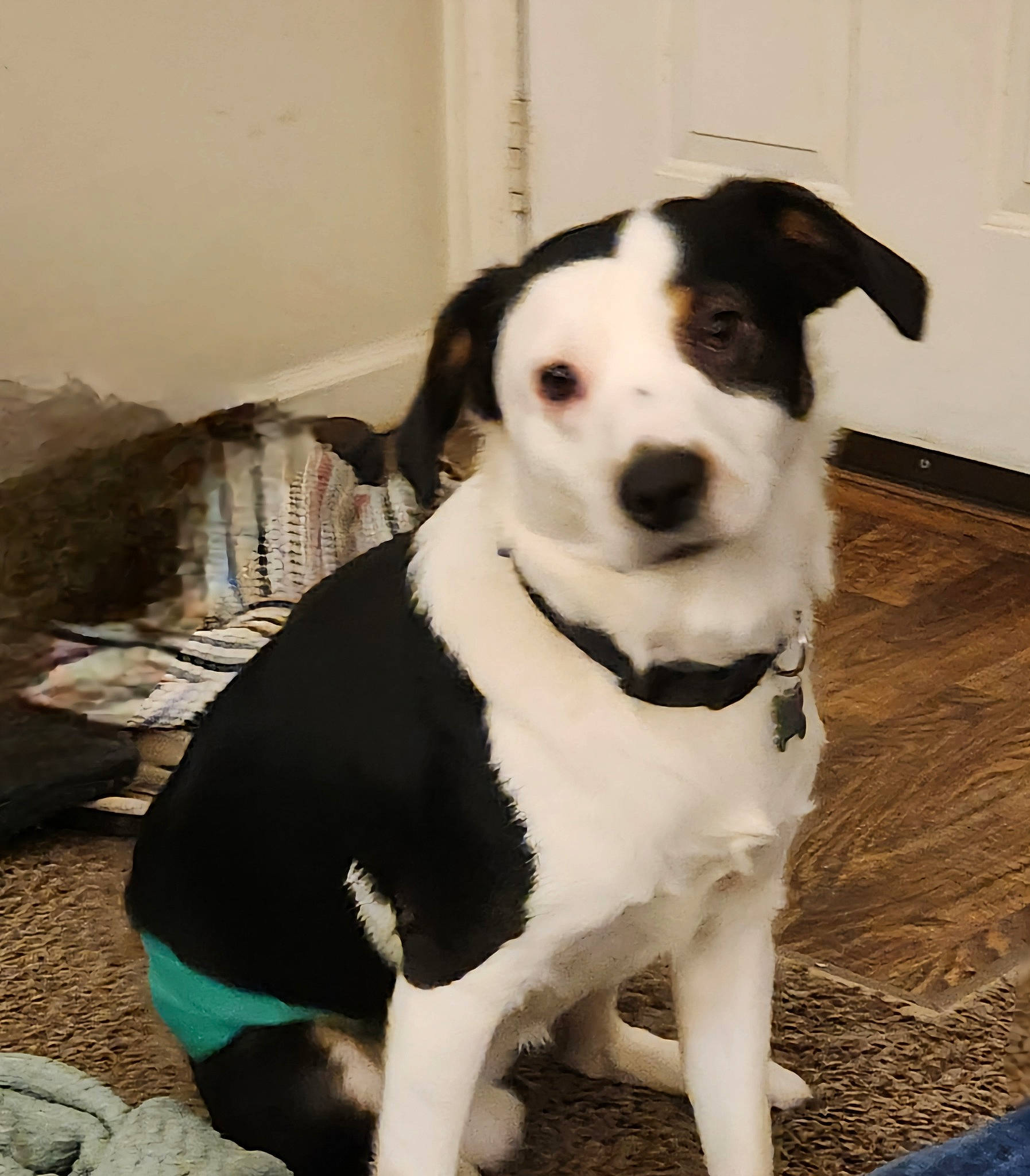 Scooter is registered to the contest to win money with this photo: bow_tie, carnivore, collar, companion_dog, dog, dog_breed, dog_collar, dog_supply, fashion_accessory, fur, hunting_dog, leash, monochrome_photography, non_sporting_group, pattern, sporting_group, terrier, whiskers, working_animal, working_dog