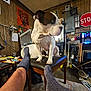 dog, chair, person, socks, indoor, wood_panel_walls, stop_sign, mirror, clutter, table, lamp, electrical_panel, carpet, footwear, legs, painting, sign, cable, furniture, room