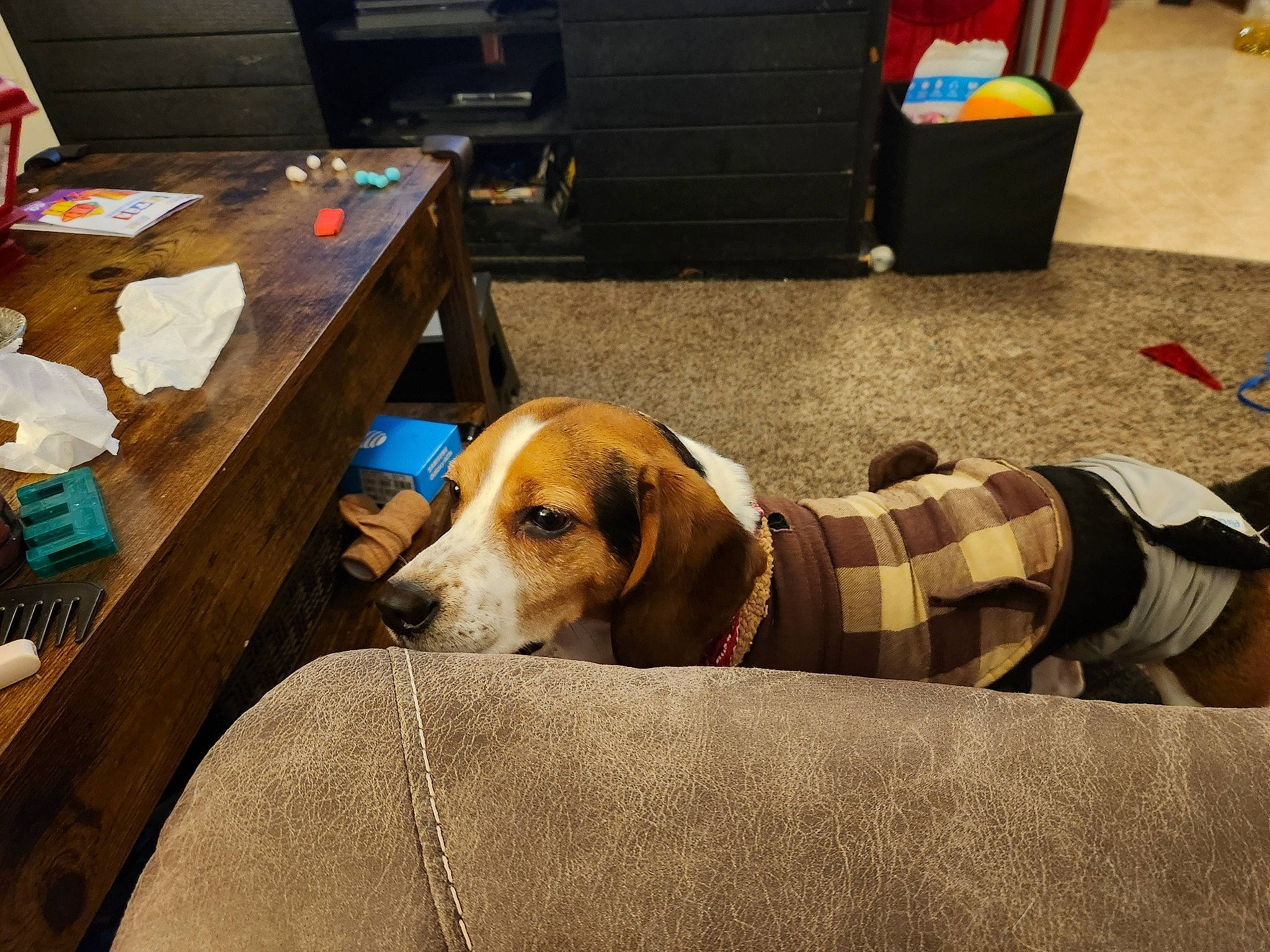 Jasper is registered to the contest to win money with this photo: box, cabinetry, carnivore, collar, comfort, companion_dog, dog, dog_breed, dog_supply, fawn, flooring, fur, hardwood, pet_supply, room, scent_hound, sporting_group, table, wood, working_animal