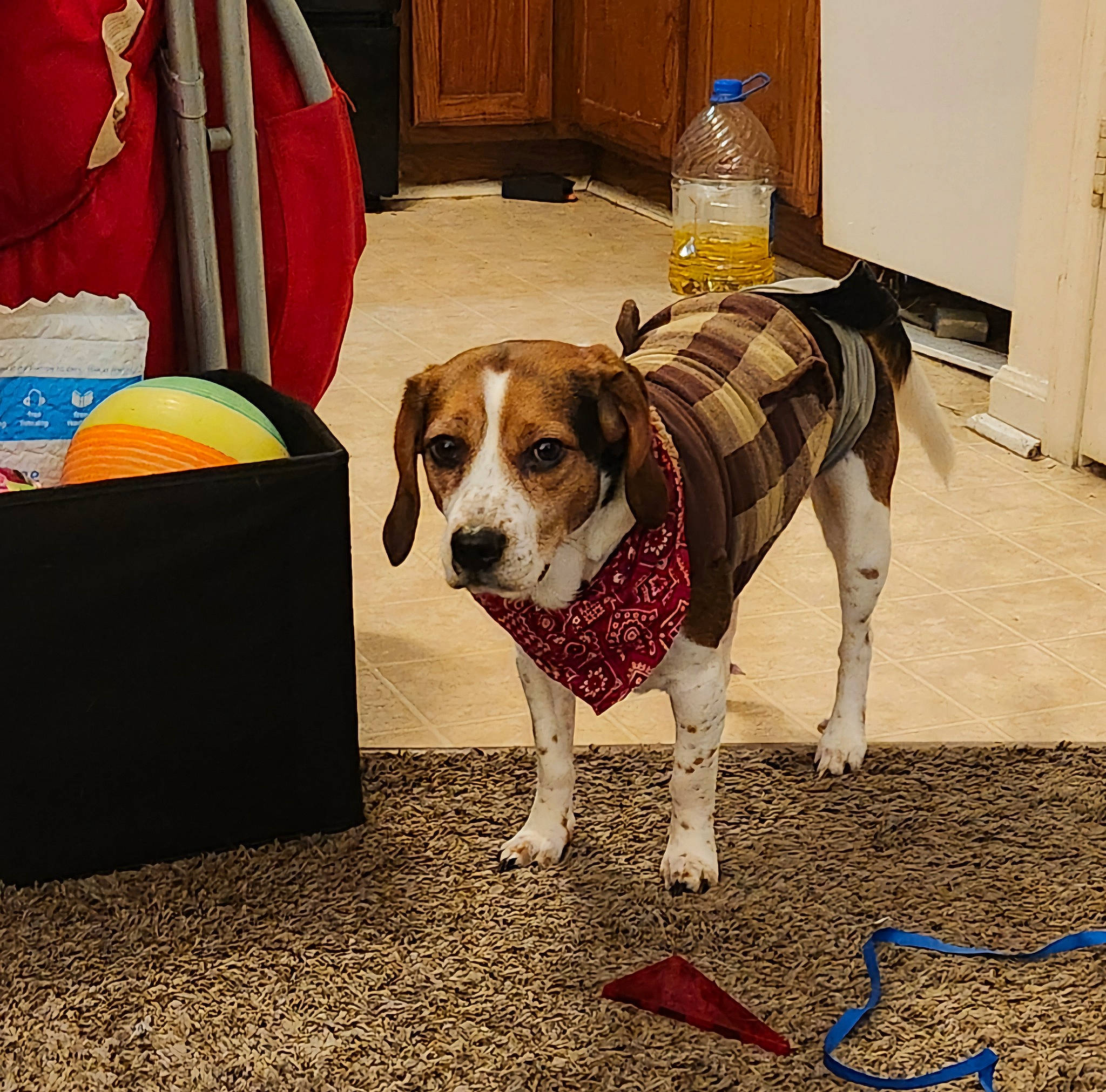 Jasper is registered to the contest to win money with this photo: cabinetry, carnivore, chair, collar, comfort, companion_dog, dog, dog_breed, dog_supply, door, fawn, floor, flooring, leash, paw, pet_supply, snout, sporting_group, tail, working_animal