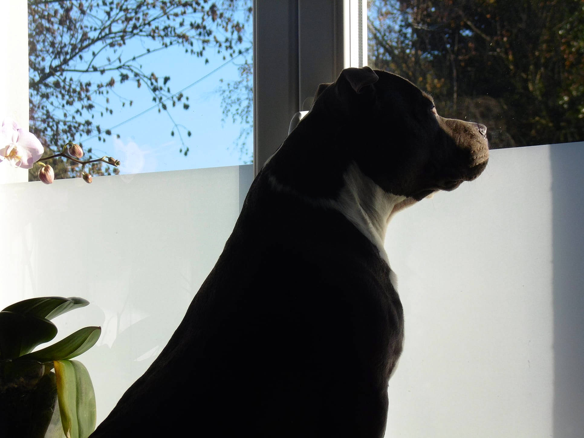 Bull a rejoint le concours — aidez-le/la à gagner de superbes lots ! canidae, carnivore, companion_dog, dog, dog_breed, fawn, guard_dog, mammal, plant, shade, shadow, sky, snout, sporting_group, tail, terrestrial_animal, tints_and_shades, tree, twig, working_animal