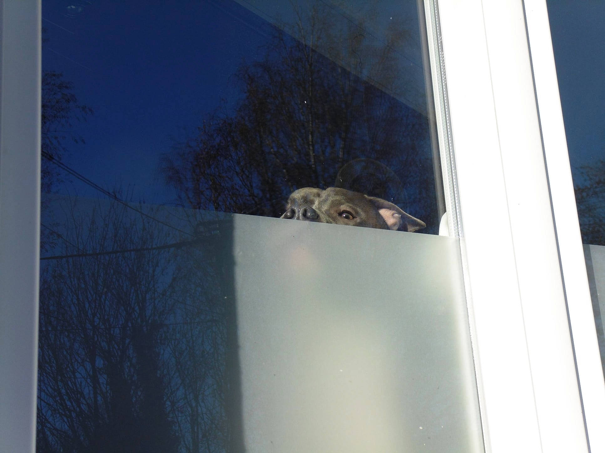 Bull a rejoint le concours — aidez-le/la à gagner de superbes lots ! bird_of_prey, building, carnivore, door, fawn, felidae, house, owl, plant, rectangle, sash_window, sky, small_to_medium_sized_cats, tail, tints_and_shades, tree, trunk, twig, window, wood