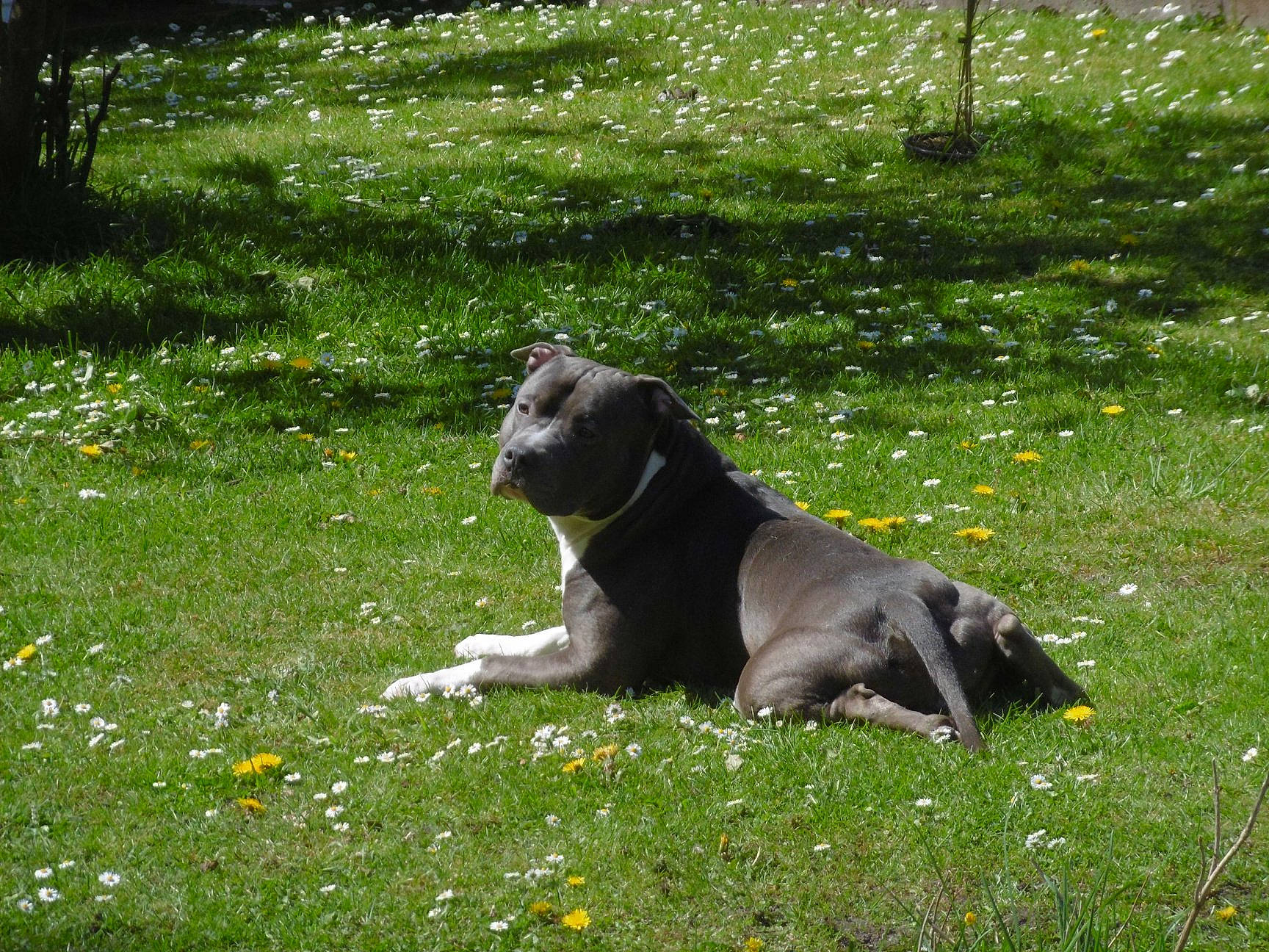 Bull participe au concours pour gagner de l'argent avec cette photo : carnivore, companion_dog, dog, dog_breed, fawn, flower, garden, grass, grass_family, grassland, groundcover, lawn, meadow, pasture, plant, snout, sporting_group, tail, terrestrial_animal, working_animal