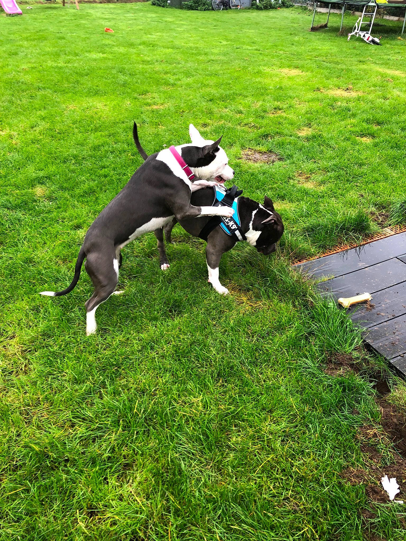 Bull a rejoint le concours — aidez-le/la à gagner de superbes lots ! canidae, carnivore, collar, companion_dog, dog, dog_breed, dog_supply, fashion_accessory, fawn, grass, groundcover, lawn, leash, pet_supply, plant, recreation, sporting_group, tail, working_animal, working_dog