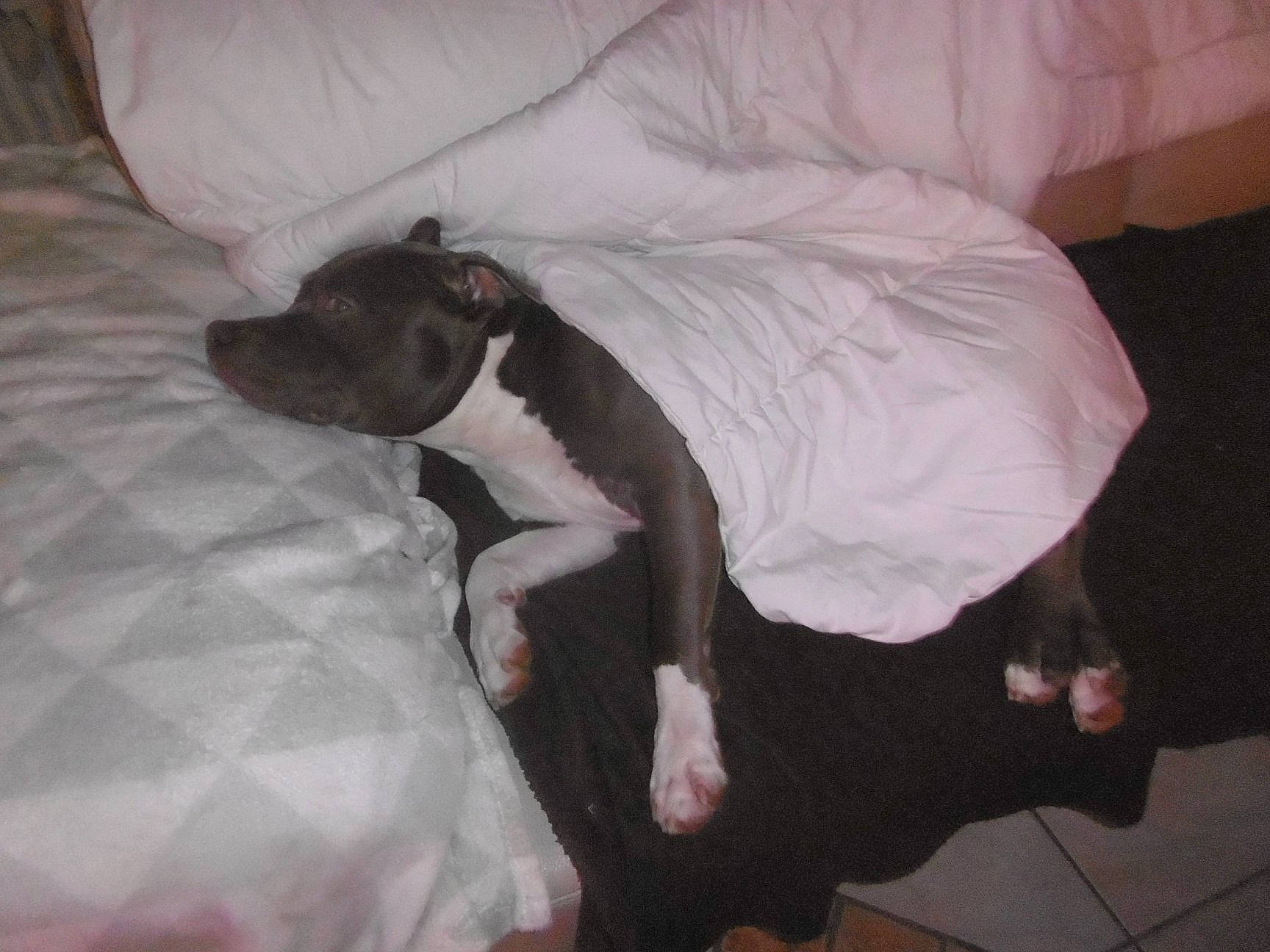 Bull a rejoint le concours — aidez-le/la à gagner de superbes lots ! bed, bedding, carnivore, comfort, companion_dog, dog, dog_breed, duvet, fawn, flooring, fur, grey, hardwood, linens, pillow, room, tail, vertebrate, wood, working_animal