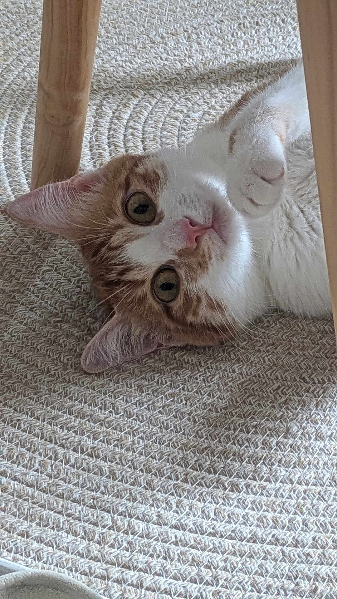 Poupie