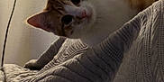 Poupie participe au concours pour gagner de l'argent avec cette photo : animal, blanket, cat, close_up, cozy, curious, cute, domestic, furniture, home, indoor, lamp, orange_and_white, pet, quilt, relaxed, resting, soft_light, texture, warm