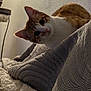 animal, blanket, cat, close_up, cozy, curious, cute, domestic, furniture, home, indoor, lamp, orange_and_white, pet, quilt, relaxed, resting, soft_light, texture, warm