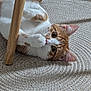 Poupie participe au concours pour gagner de l'argent avec cette photo : cat, chair_leg, circular_rug, curious, cute, domestic_cat, ears, feline, floor, indoor, lying_down, orange_cat, paws, pet, playful, relaxed, rug, whiskers, white_cat, wood_floor