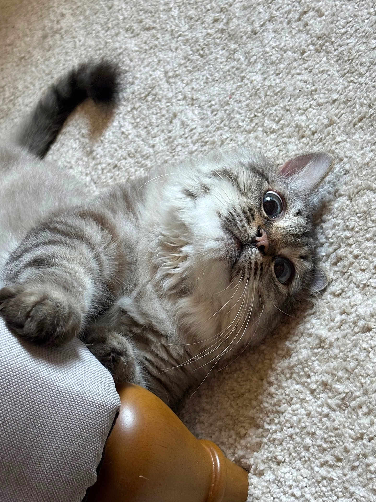 Mimi a rejoint le concours — aidez-le/la à gagner de superbes lots ! cat, gray_tabby, fur, whiskers, carpet, curious, wide_eyes, paw, furniture, wooden_leg, upholstery, indoor, pet, animal, playful, lying_down, close_up, soft_texture, cute, domestic_cat