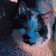 Koa joined the competition — help win amazing prizes! cat, black_and_white, fur, whiskers, carpet, sunlight, shadow, pet, animal, indoor, close_up, texture, relaxing, cozy, mammal, feline, portrait, cute, domestic, companion