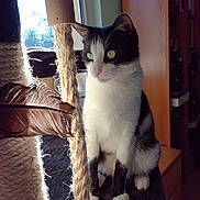Nala a rejoint le concours — aidez-le/la à gagner de superbes lots ! aegean_cat, asian, carnivore, cat, domestic_short_haired_cat, european_shorthair, felidae, fur, kitten, mammal, ojos_azules, polydactyl_cat, small_to_medium_sized_cats, tail, turkish_van, whiskers, window