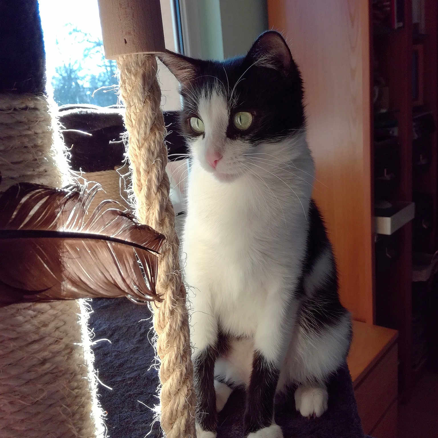 Nala