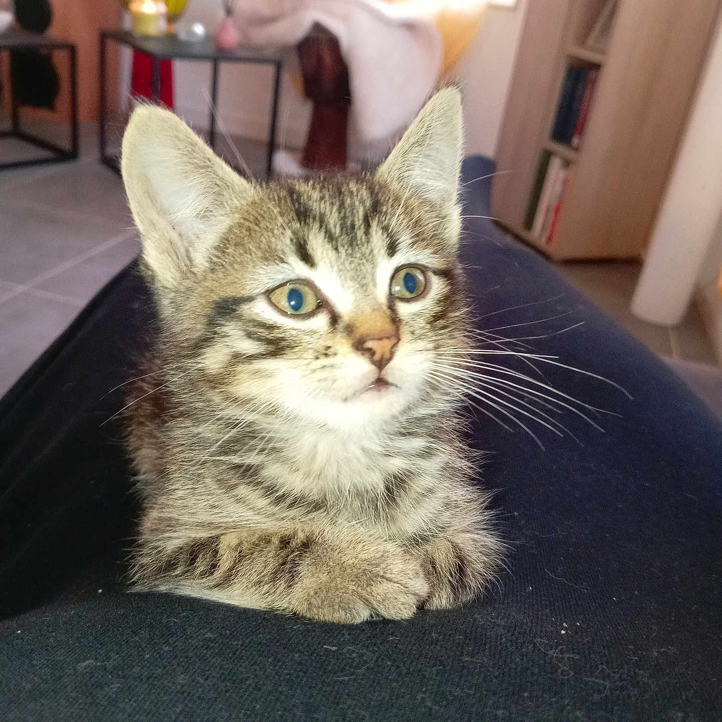 Tigrou a rejoint le concours — aidez-le/la à gagner de superbes lots ! animal, cat, cozy, cute, ears, eyes, floor, fur, furniture, furry, home, indoor, kitten, paws, pet, relaxed, sitting, tabby, whiskers, young