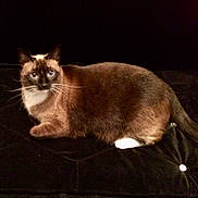 Puss is registered to the contest to win money with this photo: cat, siamese_cat, blue_eyes, whiskers, fur, pet, animal, indoor, black_background, velvet, couch, relaxed, feline, mammal, cute, domestic_animal, sitting, looking, white_paw, tail