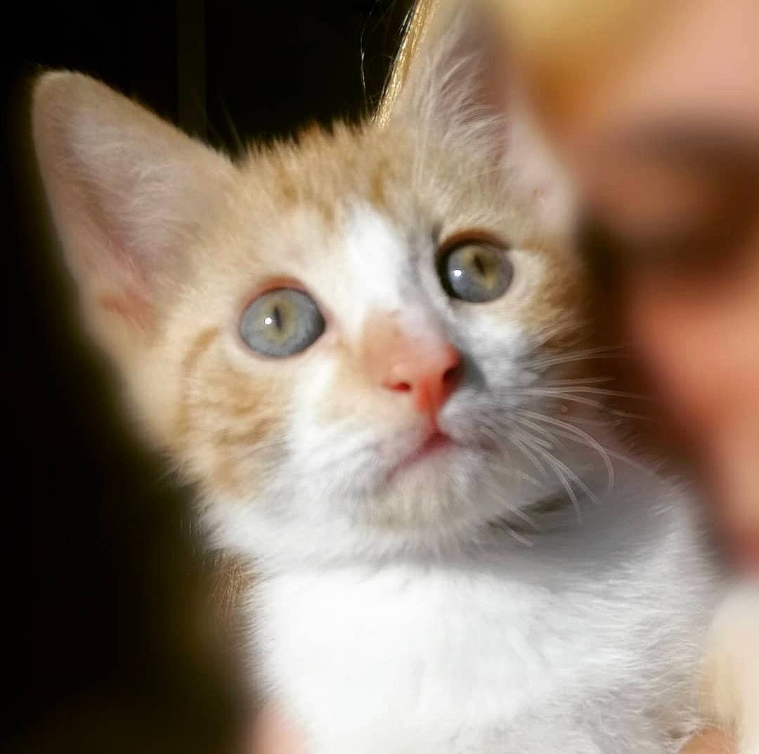 Sinsé a rejoint le concours — aidez-le/la à gagner de superbes lots ! carnivore, cat, close_up, domestic_short_haired_cat, ear, eye, fawn, felidae, fur, head, iris, small_to_medium_sized_cats, snout, whiskers