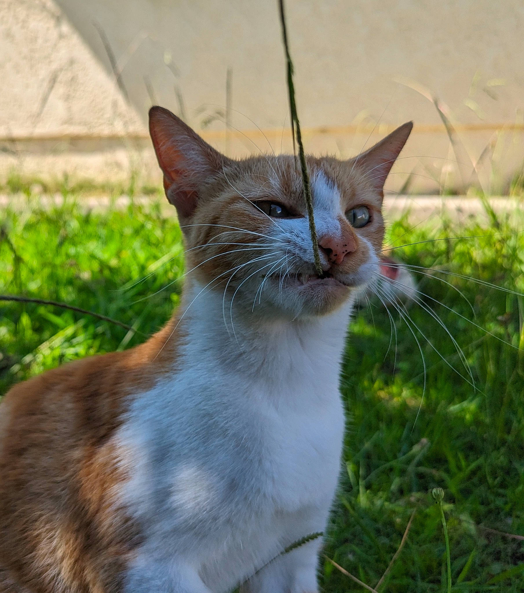 Sinsé participe au concours pour gagner de l'argent avec cette photo : carnivore, cat, domestic_short_haired_cat, fawn, felidae, fur, grass, groundcover, plant, small_to_medium_sized_cats, snout, tail, terrestrial_animal, tree, whiskers, wildlife