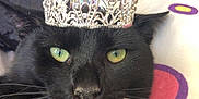 Church is registered to the contest to win money with this photo: black_cat, crown, pet, animal, feline, whiskers, green_eyes, indoor, pillow, colorful, relaxed, close_up, portrait, cute, domestic_cat, sofa, fur, resting, headwear, majestic