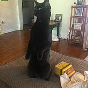 Church joined the competition — help win amazing prizes! black_cat, cat, standing, couch, living_room, furniture, wood_floor, napkins, fast_food_box, big_mac, curious, pet, indoor, home, table, photo_frame, decor, lamp, carpet, doorway