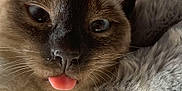 Jasmine is registered to the contest to win money with this photo: cat, siamese_cat, close_up, tongue_out, blue_eyes, furry, pet, cute, whiskers, snuggling, blanket, soft_texture, animal, mammal, indoor, face, portrait, cozy, relaxed, sleepy