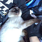 Jasmine joined the competition — help win amazing prizes! animal, arm, blanket, cat, closeup, clothing, cozy, cute, feline, fur, game_controller, hand, indoor, paw, person, pet, relaxing, resting, siamese_cat, sleeping