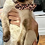 Jasmine is registered to the contest to win money with this photo: cat, siamese, pet, animal, blue_eyes, bow_tie, leopard_print, fur, whiskers, ears, paws, hand, holding, indoor, curious, close_up, cute, domestic_animal, portrait, feline
