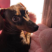 Daisy joined the competition — help win amazing prizes! animal, brown_coat, close_up, companion, cozy, curious, cute, dog, domestic, fluffy, home, indoor, looking_back, pet, pink_cushion, portrait, relaxed, small_dog, sunlight, window