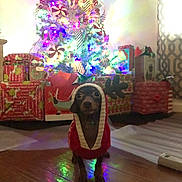 Daisy joined the competition — help win amazing prizes! antlers, celebration, christmas_tree, colorful_lights, curious, cute, decorations, dog, festive, festive_clothing, holiday, holiday_spirit, indoor, lights, pet, presents, puppy, reindeer_hoodie, wooden_floor, wrapped_gifts