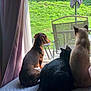 dog, dachshund, cat, window, bed, curtain, greenery, indoor, pets, companions, looking_out, furry, curious, domestic, animal, side_view, cozy, resting, sunlight, quiet_moment
