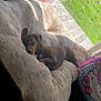 dog, dachshund, blanket, paw_prints, cushion, hello_kitty, indoor, window, sunlight, pet, relaxing, cozy, plush, brown_dog, wooden_deck, green_grass, resting, fur, animal, comfort