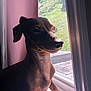 dog, window, sunlight, pet, indoors, pink_wall, paw, animal, looking_outside, natural_light, portrait, canine, short_fur, sitting, quiet, calm, domestic, companion, daylight, side_view