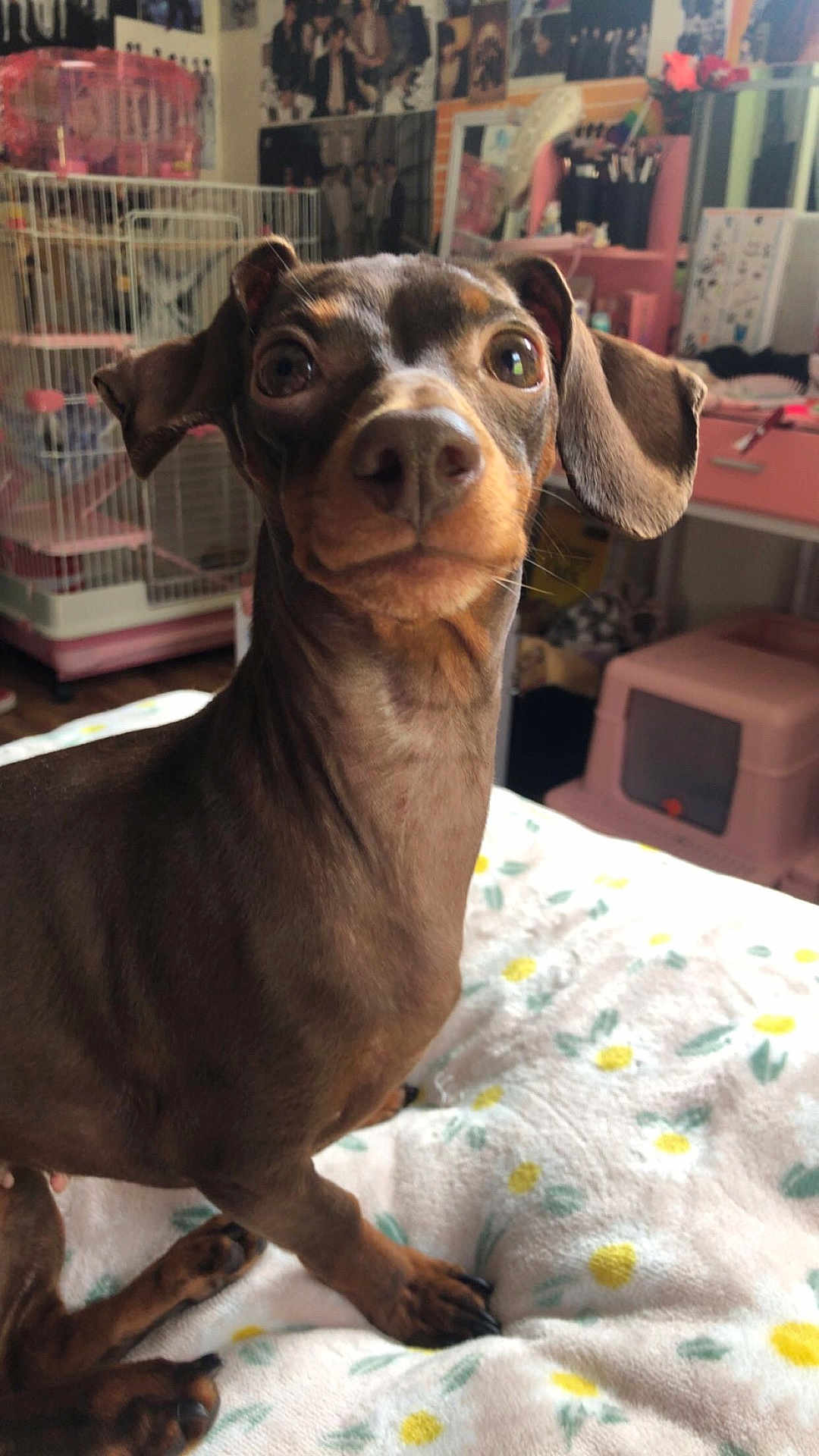 Daisy