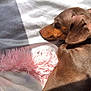 Daisy joined the competition — help win amazing prizes! animal, bed, blanket, brown, companion, cozy, cute, dachshund, dog, fur, furry, indoor, nap, pet, pink, relaxation, resting, sleeping, soft, sunlight