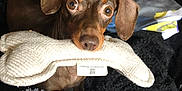 Daisy is registered to the contest to win money with this photo: dog, dachshund, brown_dog, pet, sock, blanket, fabric, cozy, indoors, fur, cute, animal, playful, toy, nostalgia, bedroom, pile_of_clothes, texture, expression, canine