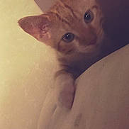 Noopy a rejoint le concours — aidez-le/la à gagner de superbes lots ! cat, kitten, orange_tabby, curious, peeking, indoor, pet, feline, ears, eyes, paw, soft_light, wall, surface, cute, young_cat, animal, whiskers, close_up, playful