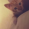 cat, kitten, orange_tabby, curious, peeking, indoor, pet, feline, ears, eyes, paw, soft_light, wall, surface, cute, young_cat, animal, whiskers, close_up, playful
