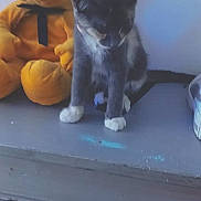 Perle participe au concours pour gagner de l'argent avec cette photo : kitten, cat, teddy_bear, stuffed_animal, toy, orange, gray, white, feline, pet, indoor, curious, sitting, wooden_surface, black_ribbon, playful, cute, small, animal, companion